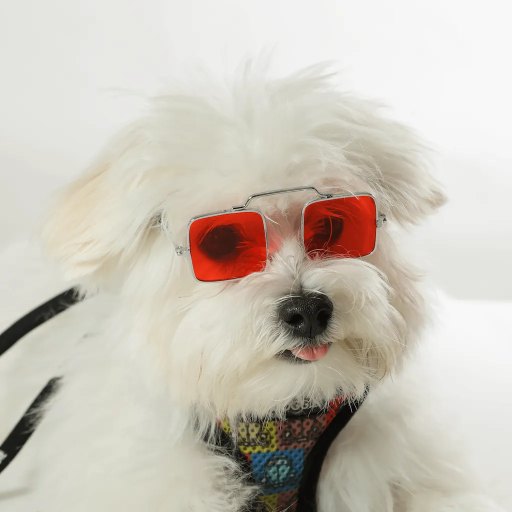 PET OPTIC SHADES - FUNKY SUNGLASSES